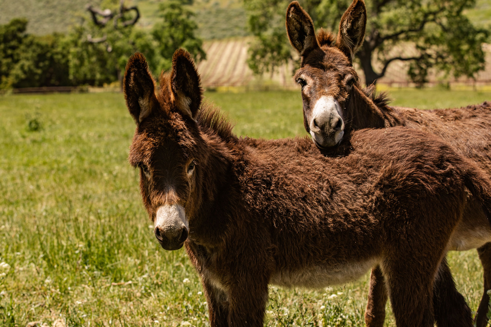 The Land | Kiani Preserve