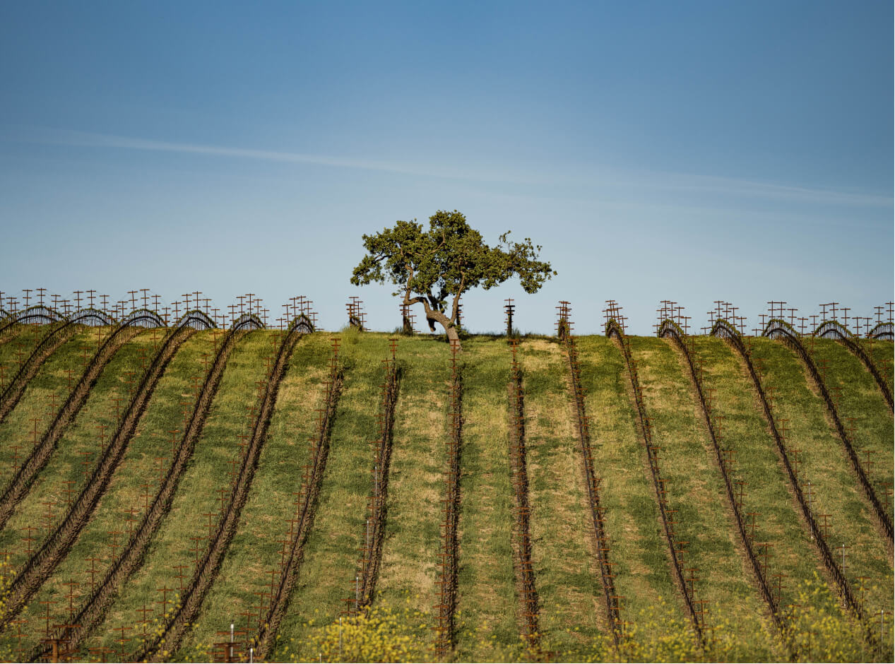 Estate Vineyards | Kiani Preserve