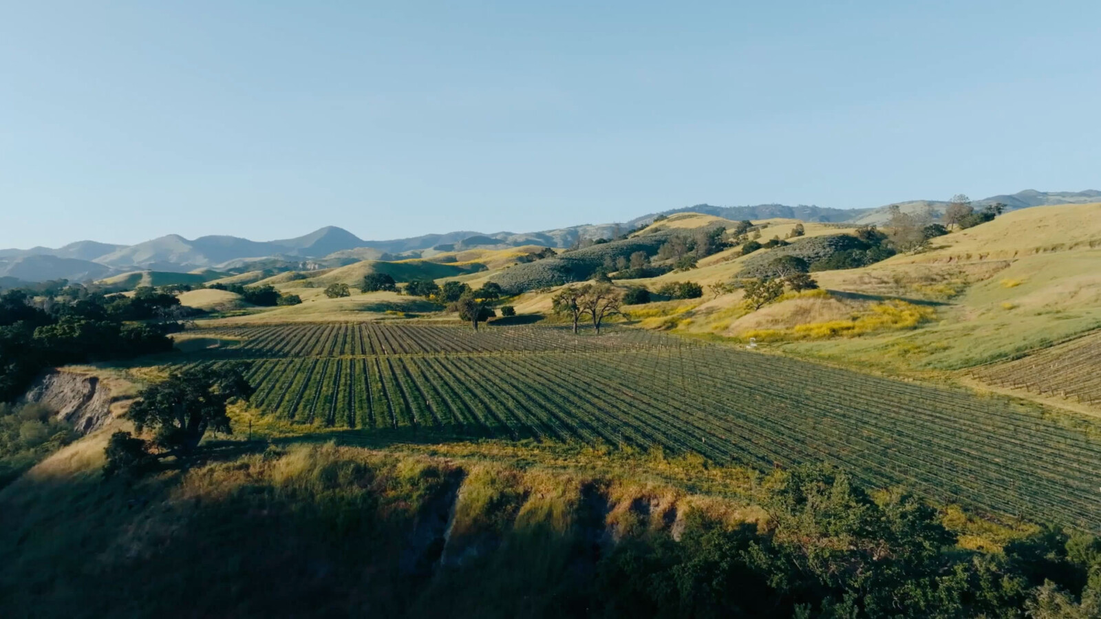 Estate Vineyards | Kiani Preserve