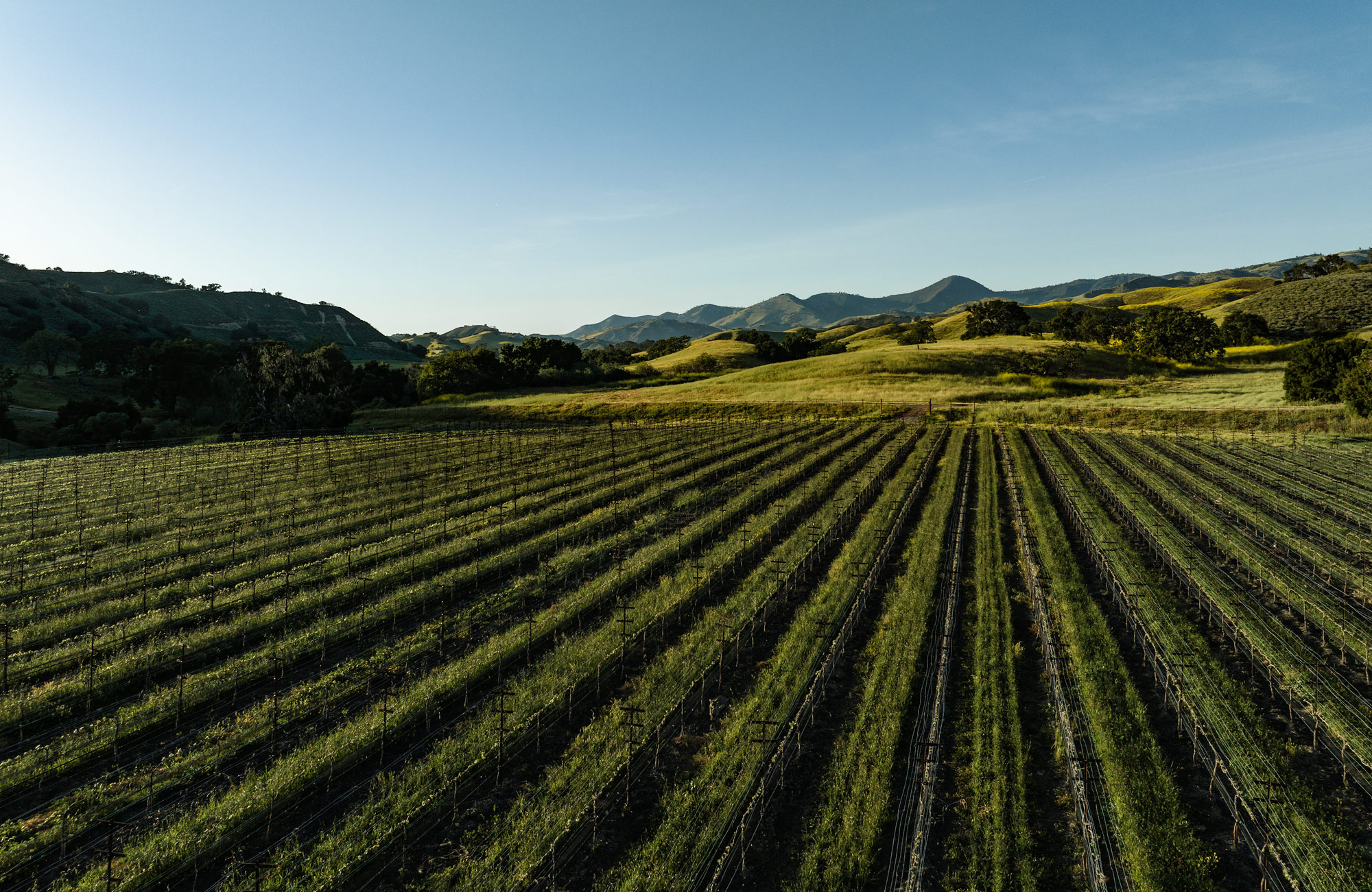 Estate Vineyards | Kiani Preserve