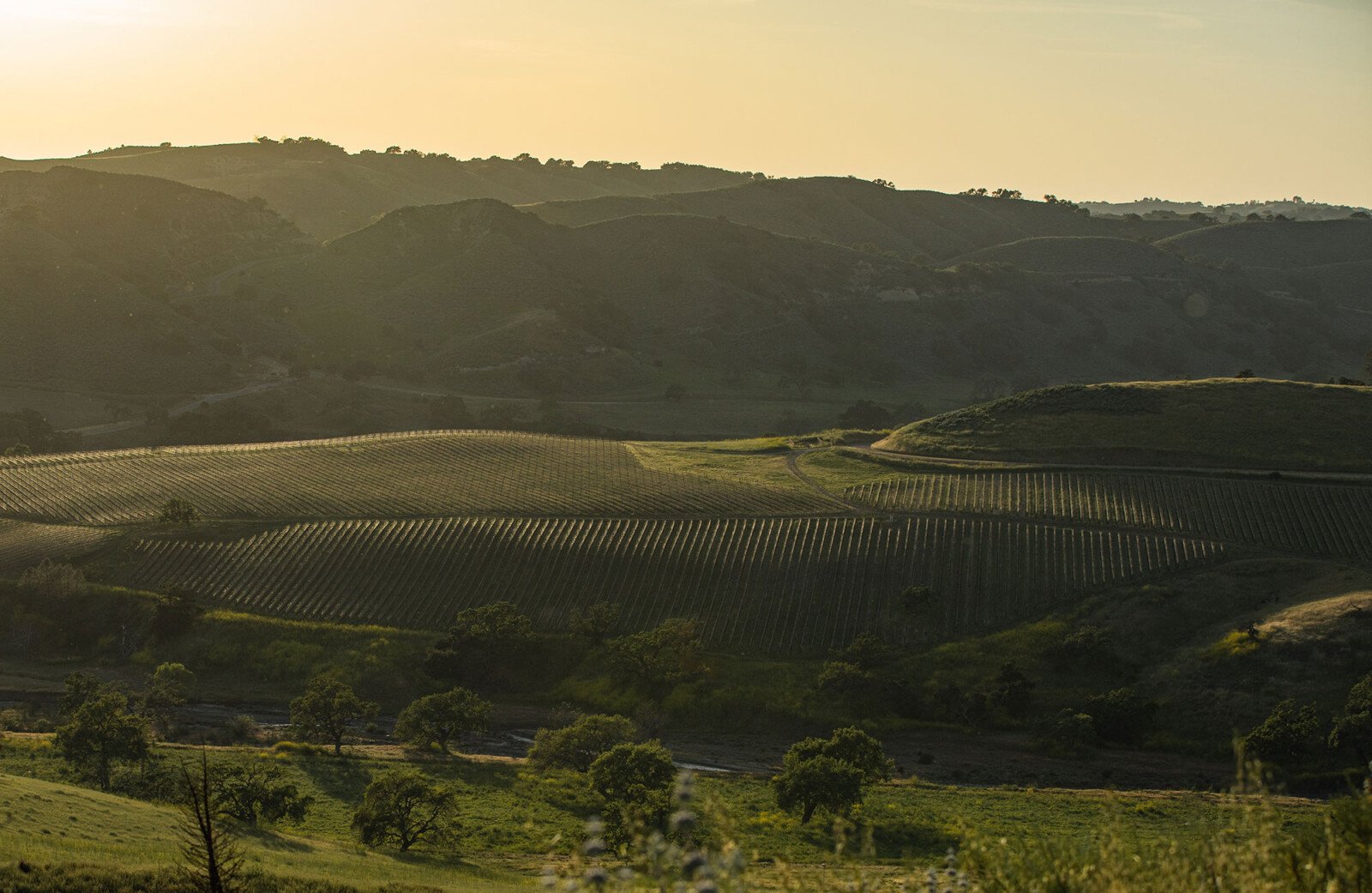 Estate Vineyards | Kiani Preserve