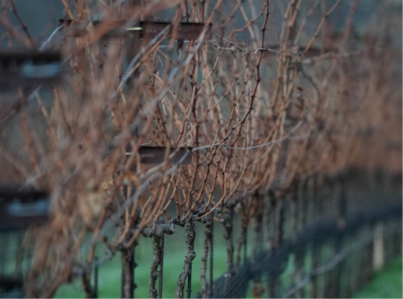 Estate Vineyards | Kiani Preserve