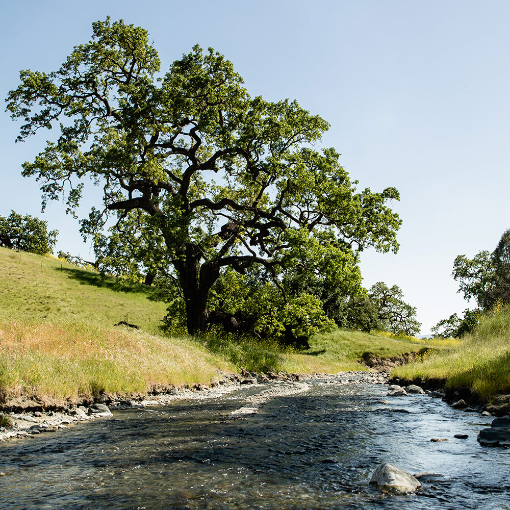The Land | Kiani Preserve