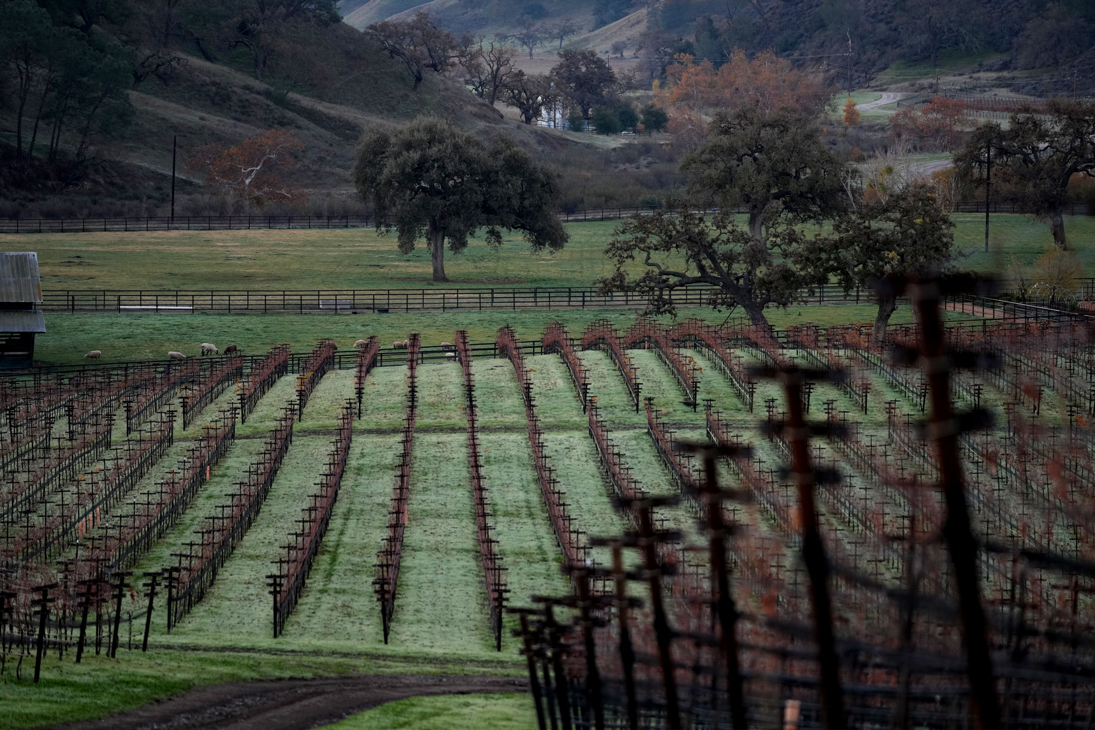 Estate Vineyards | Kiani Preserve
